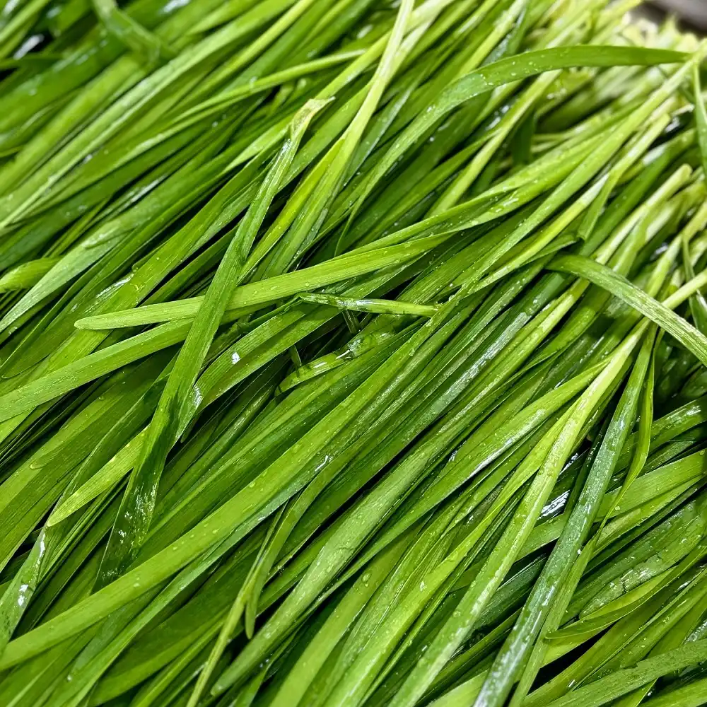 Chinese Chives