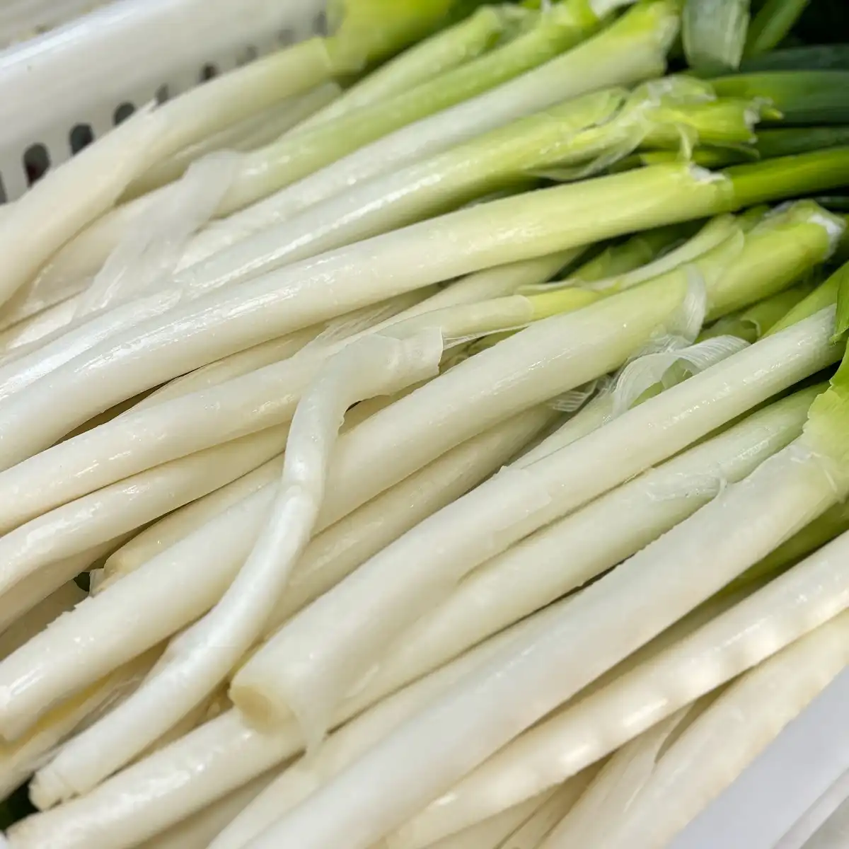 scallions