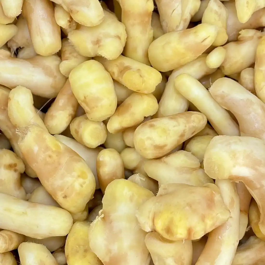 ginger