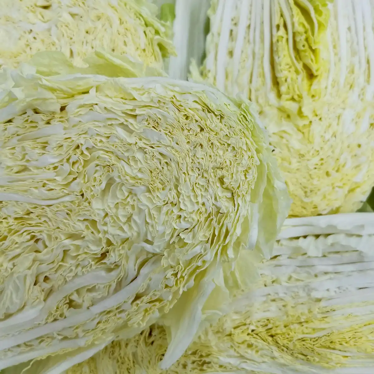 Chinese cabbage
