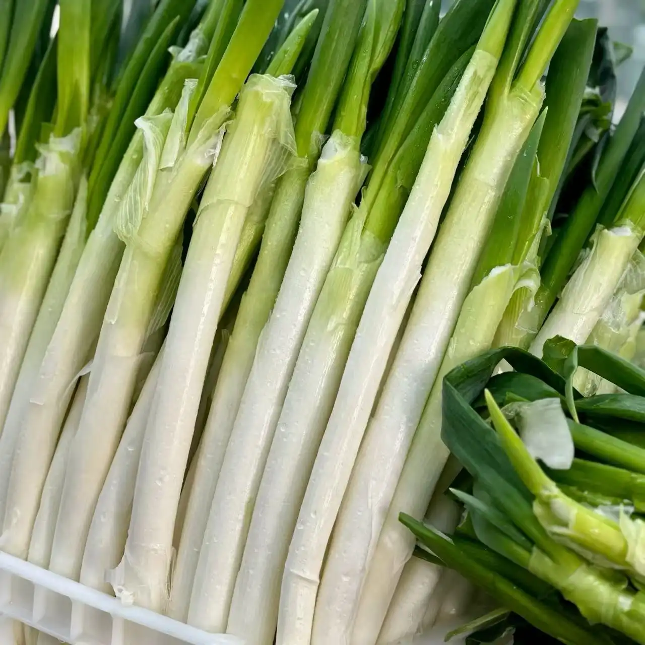 scallions