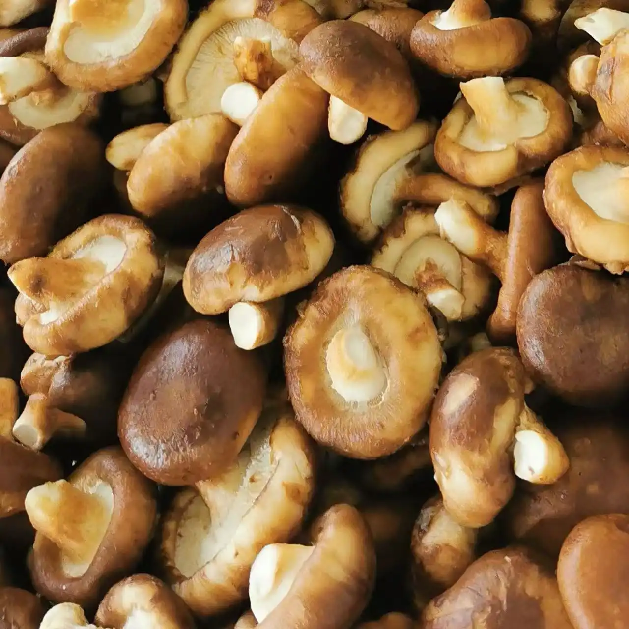 Shiitake mushrooms Shiitake mushrooms