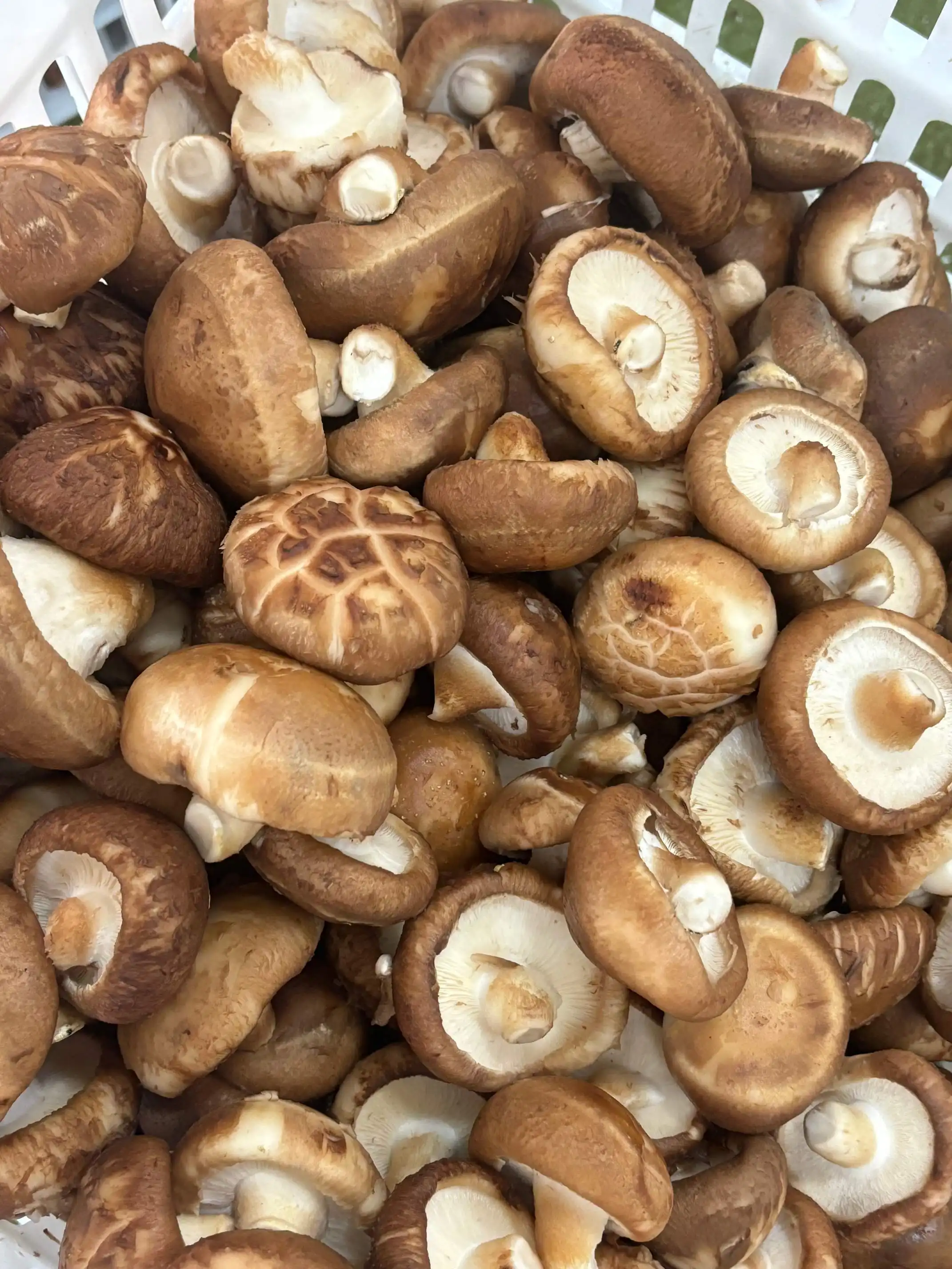 shiitake mushroom shiitake mushroom