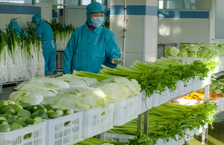 fresh vegetables fresh vegetables