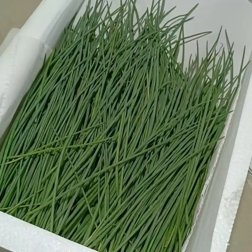 Allium Mongolicum Regel Allium Mongolicum Regel