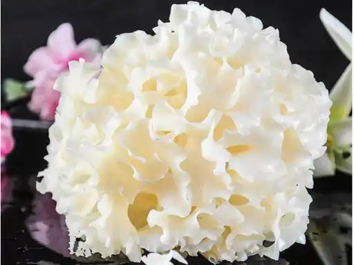 Sparassis crispa "cauliflower mushroom."
